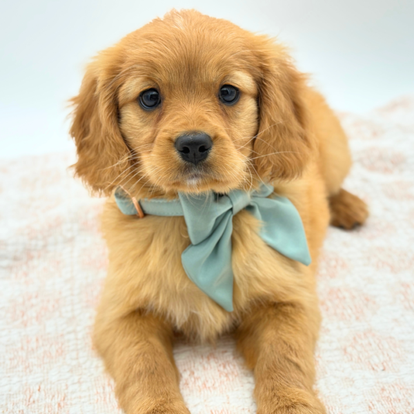 [#2675-05]  - Golden F Mini Golden Retriever Puppies for Sale
