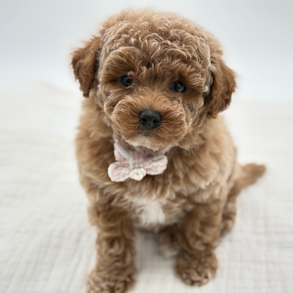 [#26665-02]  - Buff F Poodle Toy/Bichapoo Puppies for Sale