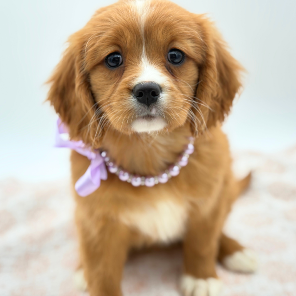 [#2675-03]  - Golden F Mini Golden Retriever Puppies for Sale