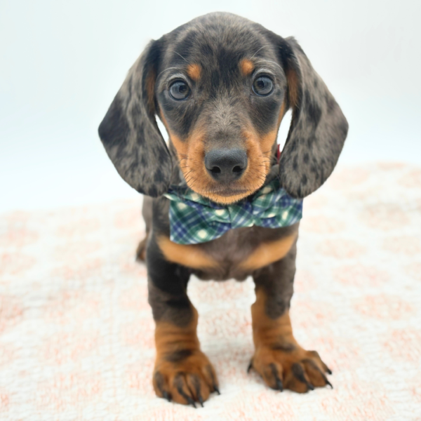 [#26606-01]  - Silver Dapple M Dachshund Puppies for Sale