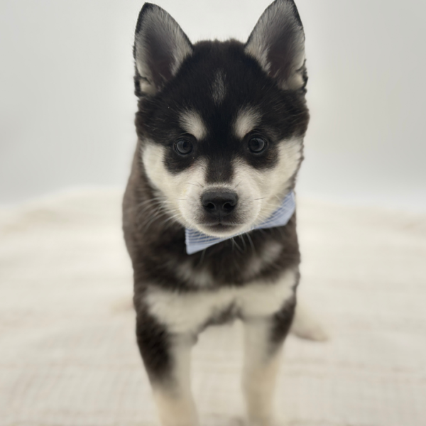 [#26383-01]  - Black / Tan M Alaskan Klee Kai Puppies for Sale