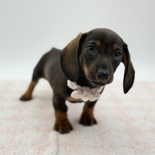 [#26510-02]  - Black / Tan F Dachshund Puppies for Sale