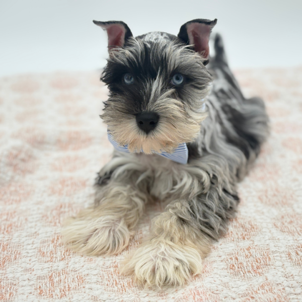 [#26415-01]  - Blue Merle M Miniature Schnauzer Puppies for Sale