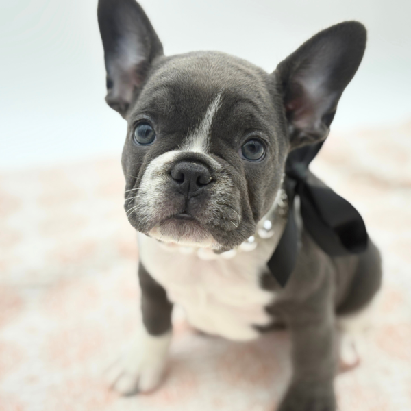 [#26610-02]  - Blue F French Bulldog Puppies for Sale