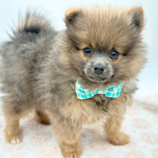 [#26623-01]  - Blue M Pomeranian Puppies for Sale