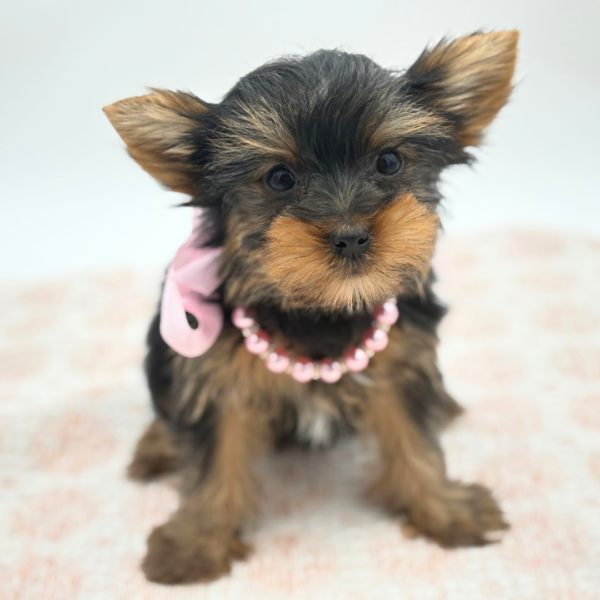 [#26869-02]  - Black / Tan F Yorkshire Terrier Puppies for Sale