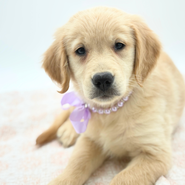 [#26599-06]  - Light Golden F Golden Retriever Puppies for Sale