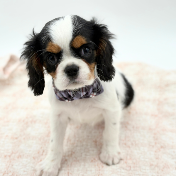 [#253408-05]  - Tri-Colored M Cavalier King Charles Spaniel Puppies for Sale