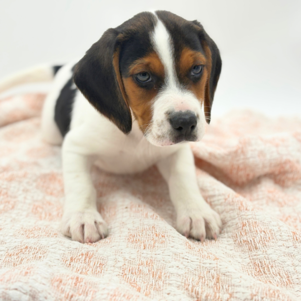 [#2667-01]  - Tri-Colored M Beagle Puppies for Sale