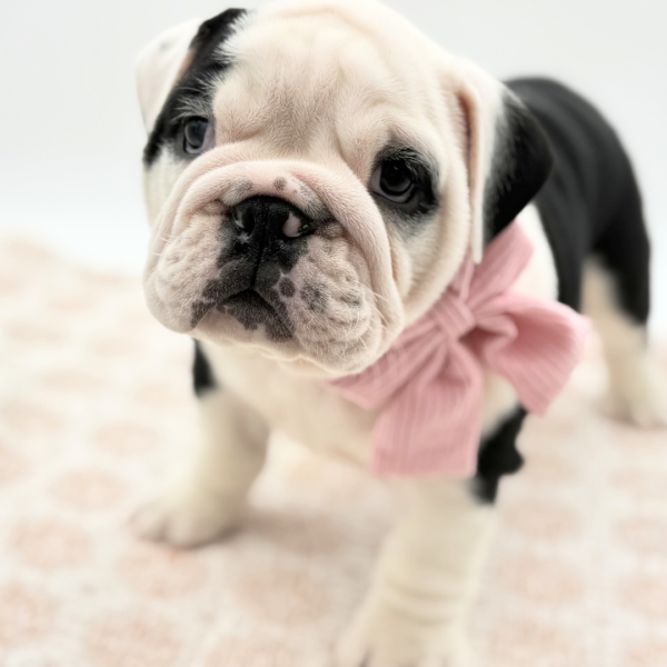 [#2644-01]  - Blue / White F Bulldog Puppies for Sale